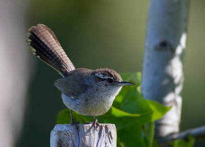 Bewick's Wren