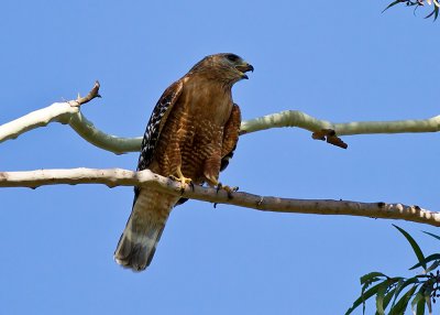 Red-shouldered Hawk