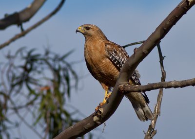 Red-shouldered Hawk