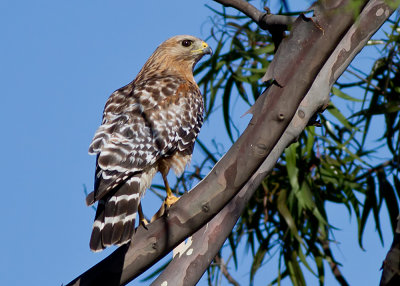 Red-shouldered Hawk