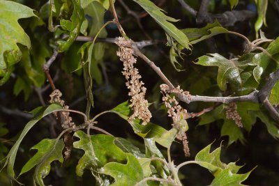 Black Oak (Quercus kelloggii)