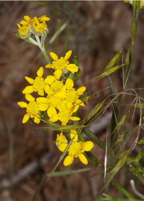 Golden Yarrow  (Eriophyllum confetiflorum)