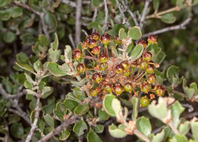 Cup-leaf Lilac (Ceanothus greggii perplexans)