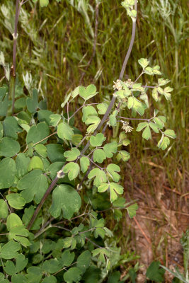 Meadowrue (Thalictrum fendleri)