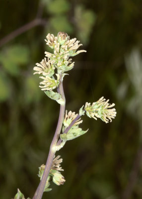 Meadowrue (Thalictrum fendleri)