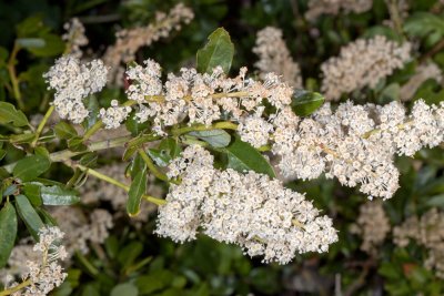 Palmer Lilac (Ceanothus palmeri)