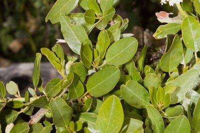 Palmer Lilac (Ceanothus palmeri)