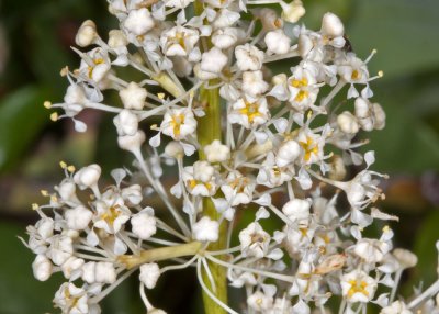 Palmer Lilac (Ceanothus palmeri)