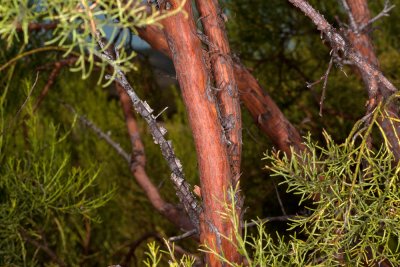 Red Shank (Adenstoma sparsifolium)