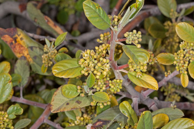 California Coffeeberry (Rhamnus californica)