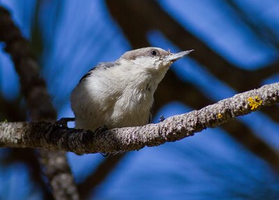 White-breasted Nuthatch