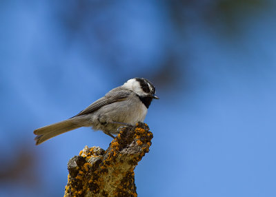 Mountain Chickadee