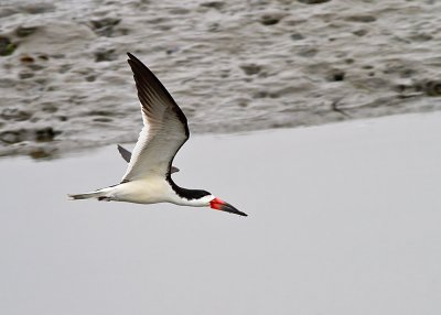 Black Skimmer