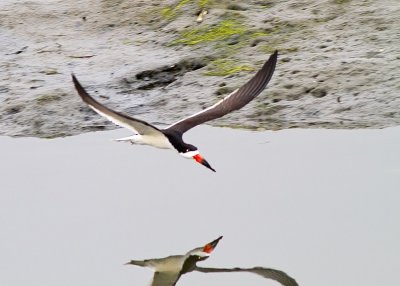 Black Skimmer