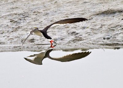 Black Skimmer