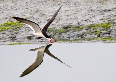 Black Skimmer