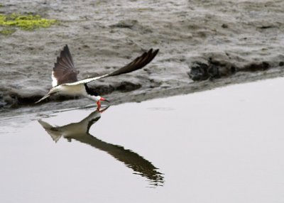 Black Skimmer