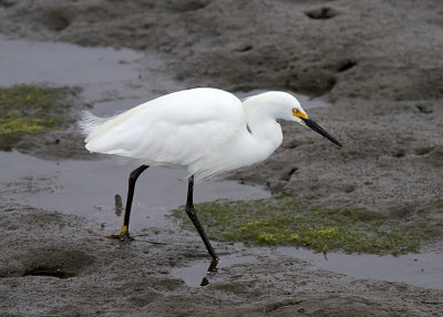 Snowy Egret