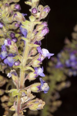 Blue Toadflax (Linaria canadensis)