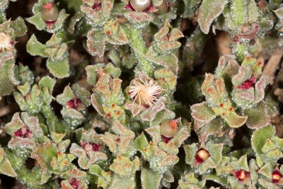 Crystalline Iceplant  (Mesembryanthemum crystallinum)