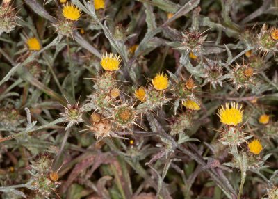 Maltese Star Thistle (Centaurea melitensisa)