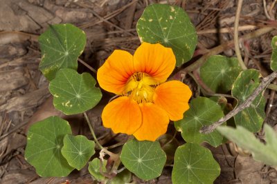 Garden Nasturtium (Tropaeolum majus)