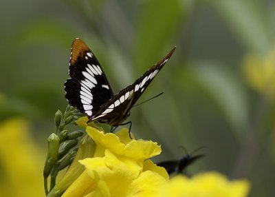 Lorquin's Admiral (Limenitis lorquini)