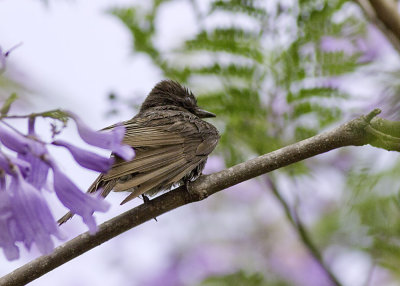 Black Phoebe