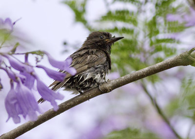 Black Phoebe
