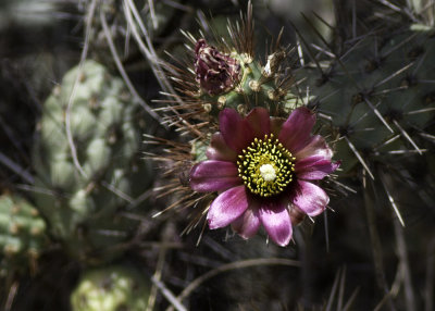 Coastal  Cholla (Cylindropuntia prolifera)