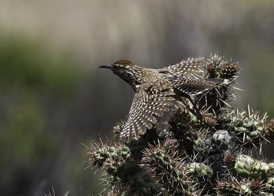 Cactus Wren