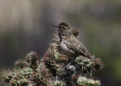 Cactus Wren