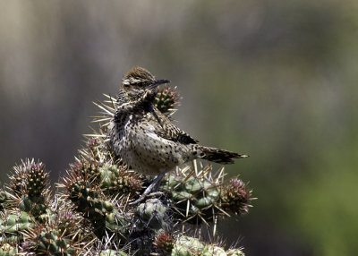 Cactus Wren