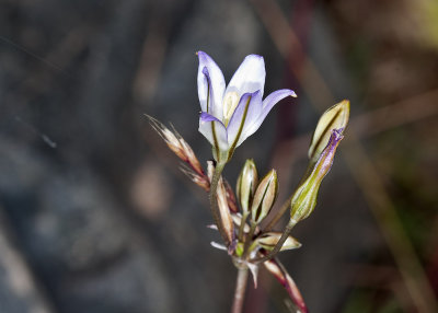 Angel or Chaparral Gilia (Gilia angelensis)