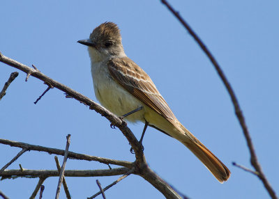 Ash-throated Flycatcher