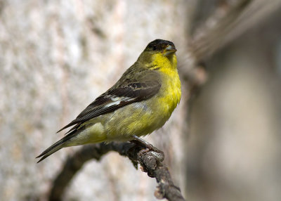 Lesser Goldfinch