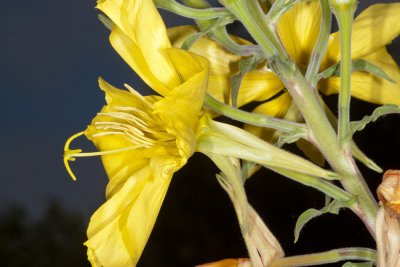 Marsh Evening Primrose (Oenothera elata hirsutissima)