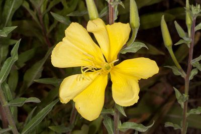 Marsh Evening Primrose (Oenothera elata hirsutissima)