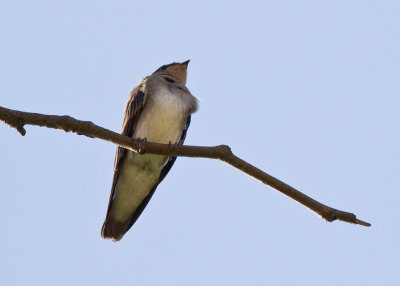 Northern Rough-wing Swallow