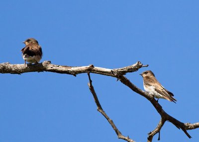 Northern Rough-wing Swallow