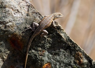 Southern California  Side-blotch Lizard (Uta stansburiana hesperis)