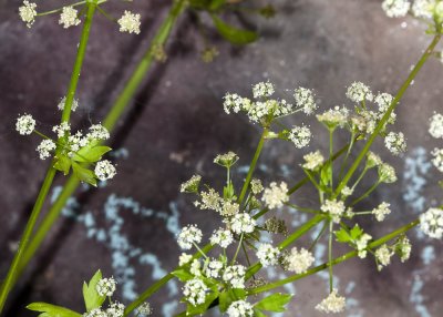 Water Parsley (Oenanthe sarmentosa)