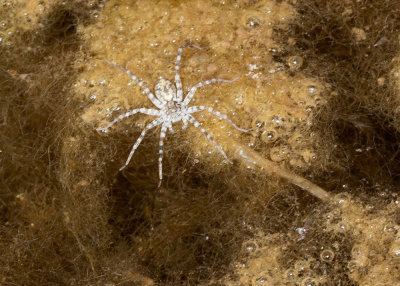 Thin-legged Shore Spider (Pardosa milvina)