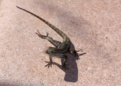 Western Fence Lizard (Sceloporus occidentalis)