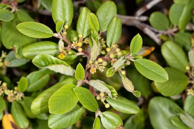 California Coffeeberry (Rhamnus californica)