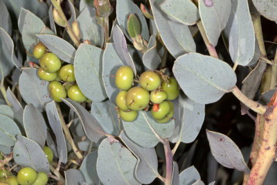 Big-berry Manamita (Arctostaphylos glauca) ?