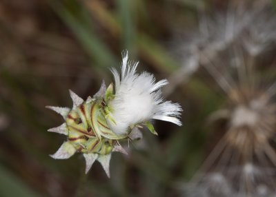 Common Dandelion (Taraxacum erythrospermum)