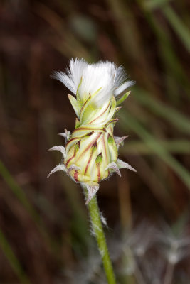 Common Dandelion (Taraxacum erythrospermum)