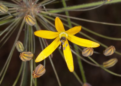 Common Goldenstars (Bloomeria crocea)