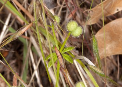 Prickly Bedstraw (Galium aparine)
